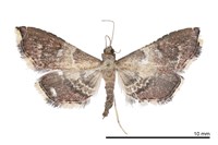 藏品(尖突歧角螟蛾)的圖片